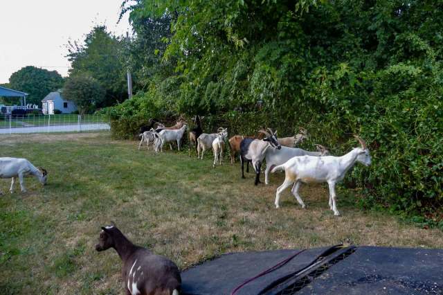 A group of goats grazing near a hedge in a backyard.