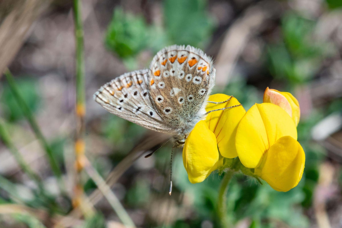 Be on the lookout for butterflies ahead of the Big Butterfly Count (Alamy/PA) -