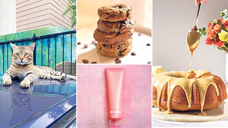 Lounge loves: Baking by the sea, cat cameos and more