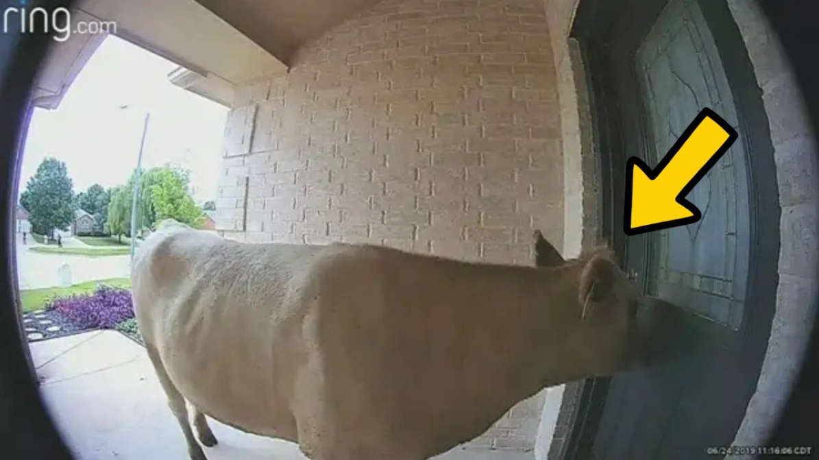 Farmer noticed his cow acting like a human, until a secret was revealed ...