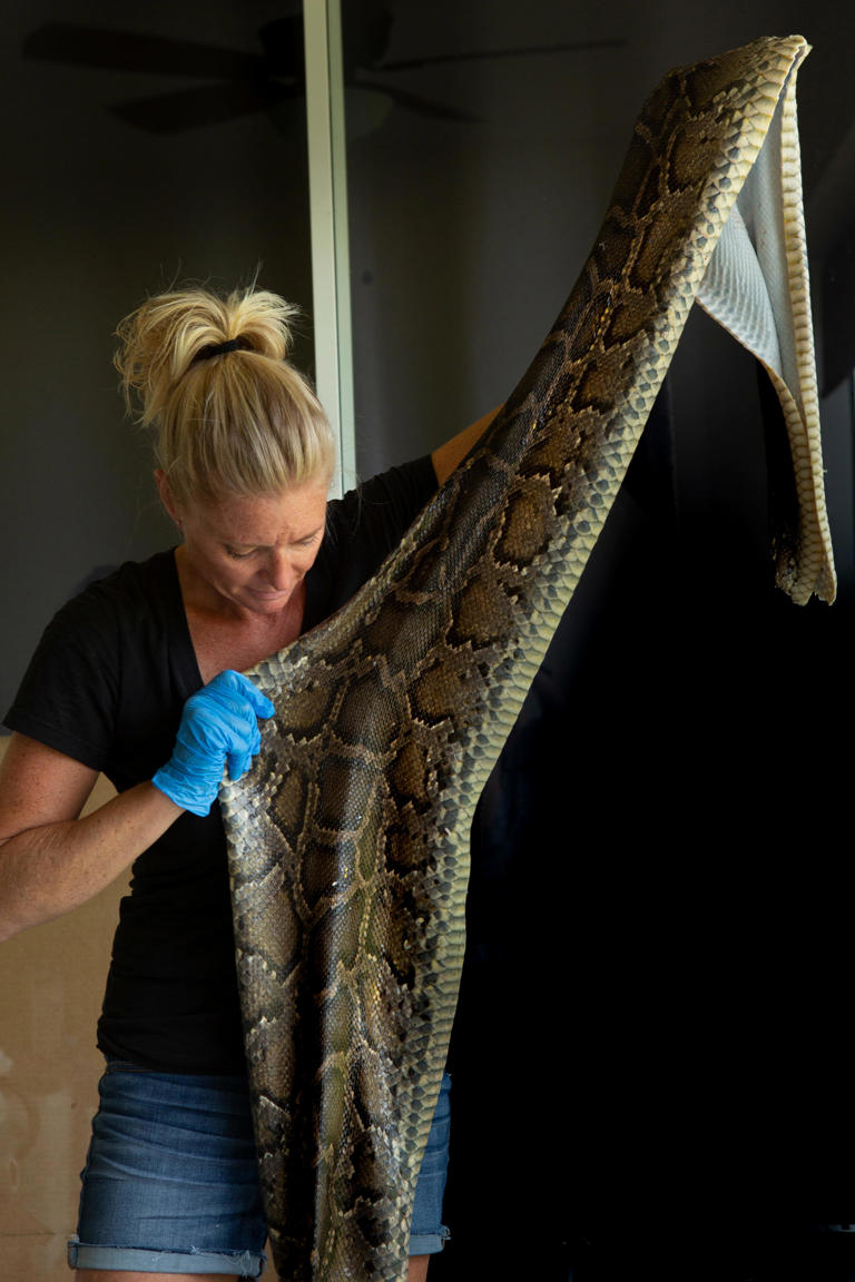 After the catch: What some hunters do with carcass of pythons they catch