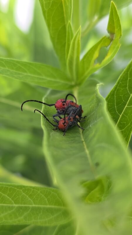 Milkweed covered in orange-and-black bugs prompts a lesson in which ...