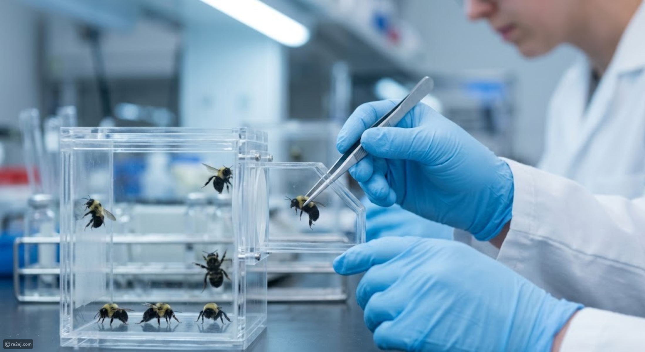 Common pesticide alters bumblebee genes, threatening future pollination