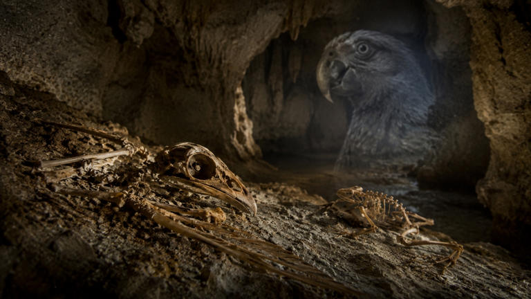 Fósiles de una cueva de Nueva Zelanda, de hace un millón de años, revelan un mundo animal perdido