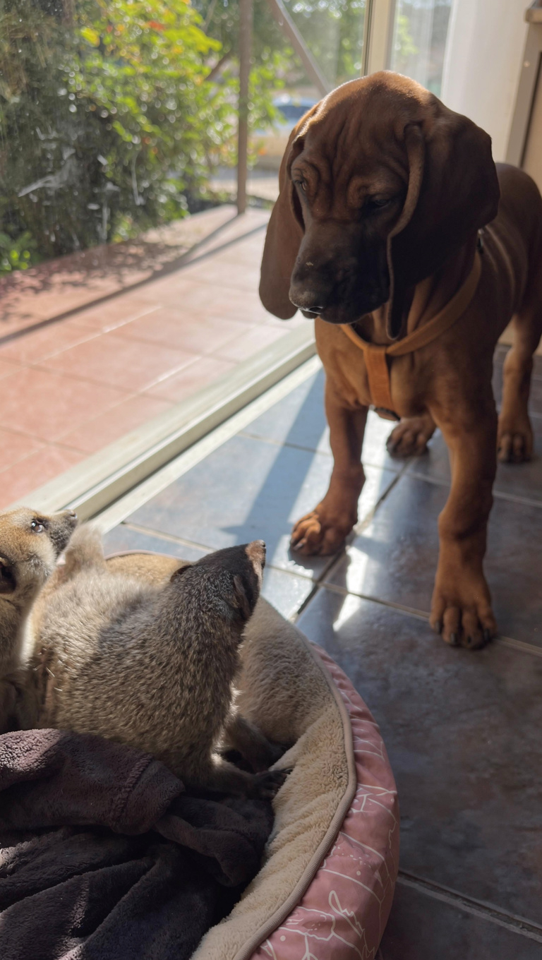 Rescue animal chaos just got even funnier