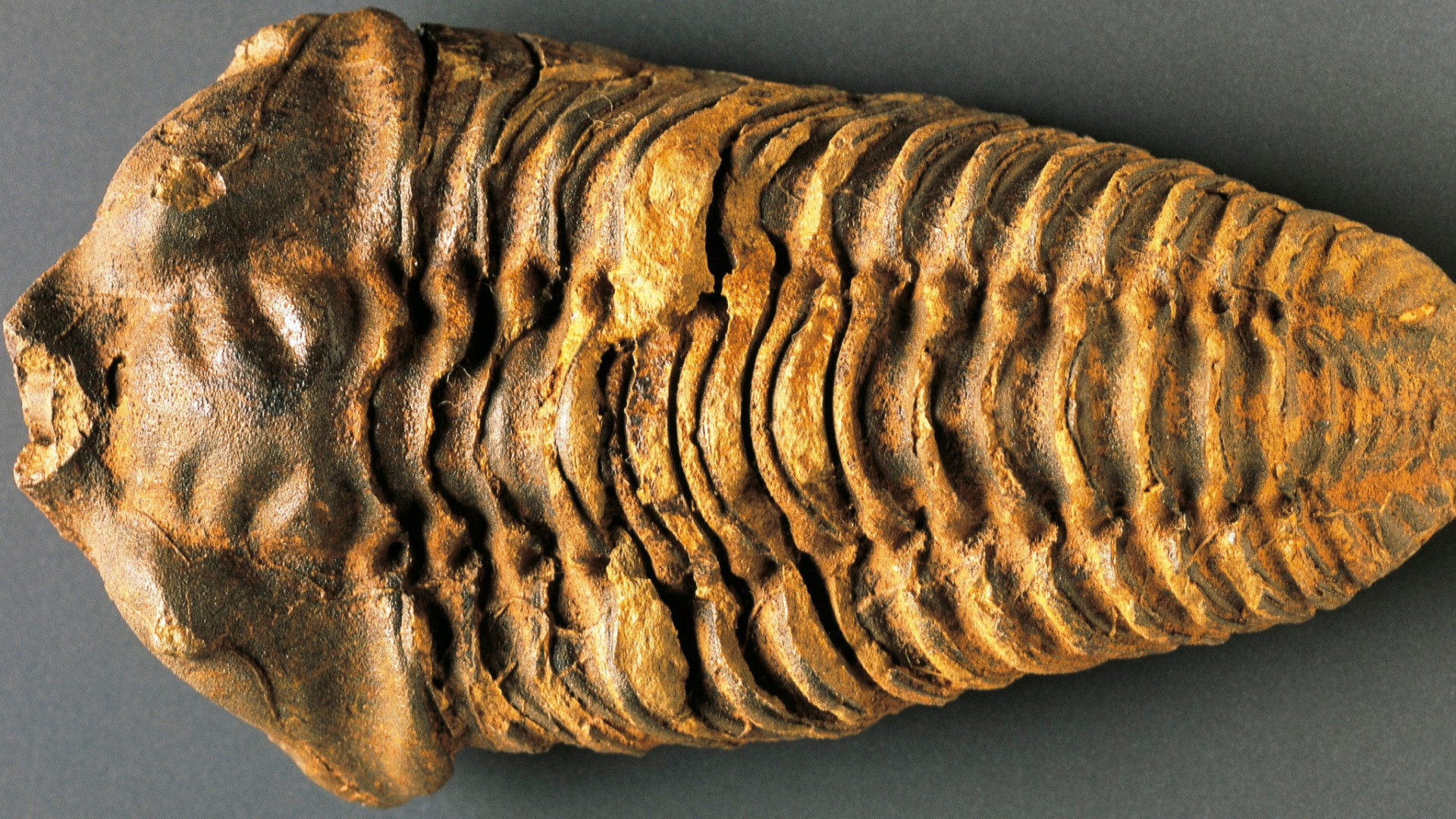 Evolutionary mysteries that still baffle scientists