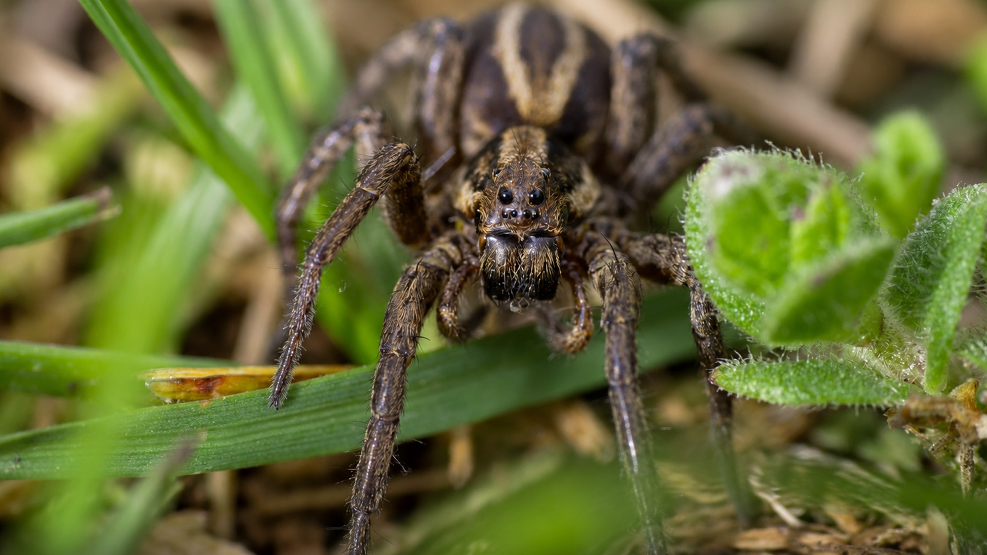 A tiny predator emerges from the grass in front of the camera