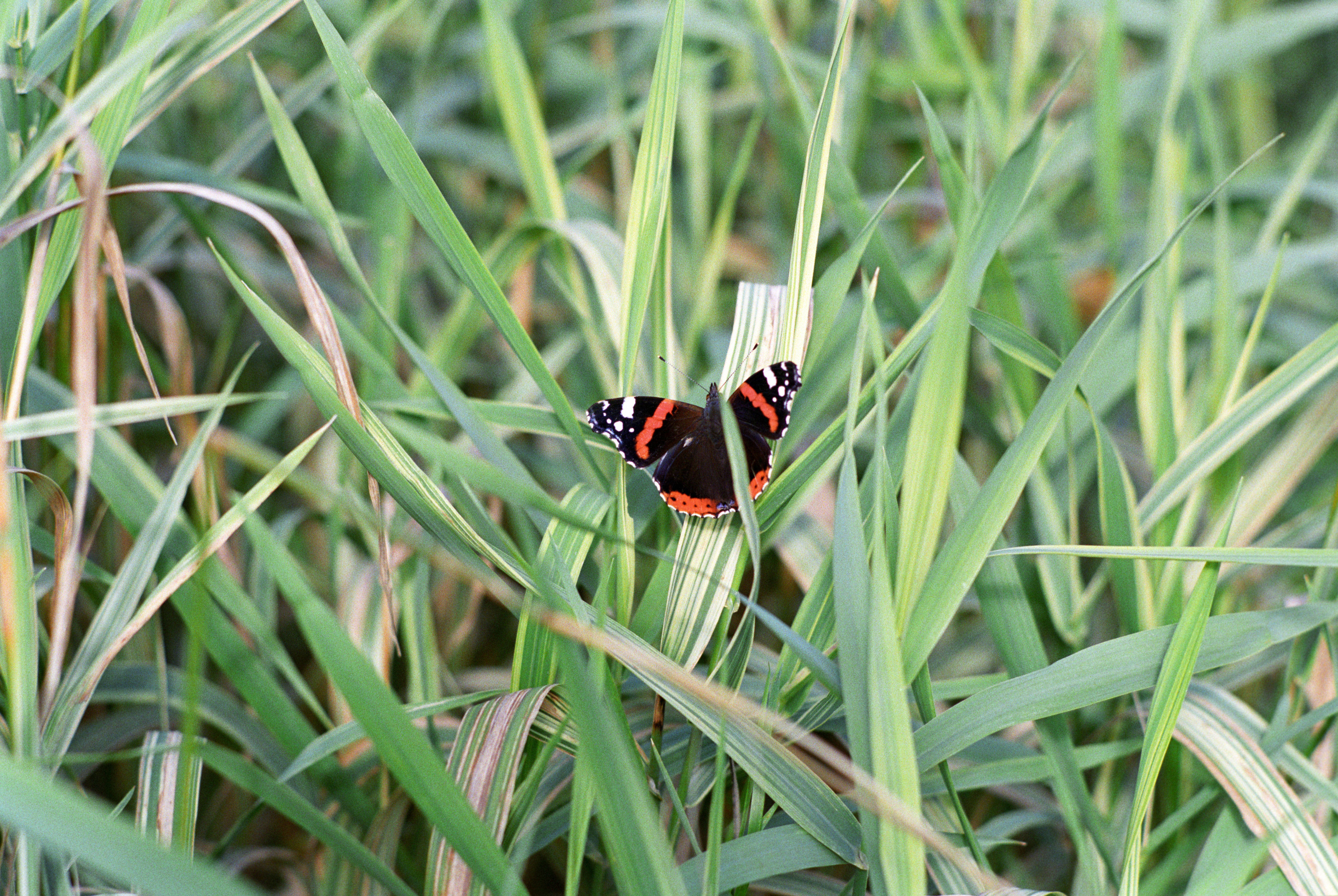 A red admiral shelters in long grass (Alamy/PA)