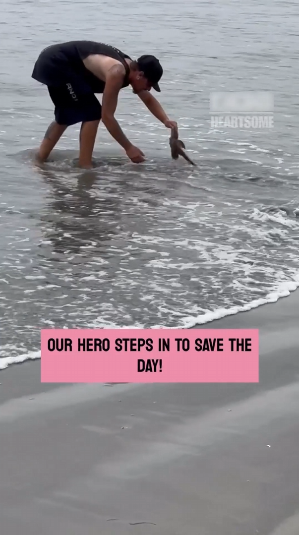 Stranger guides stranded stingray back to safety and it will melt your ...