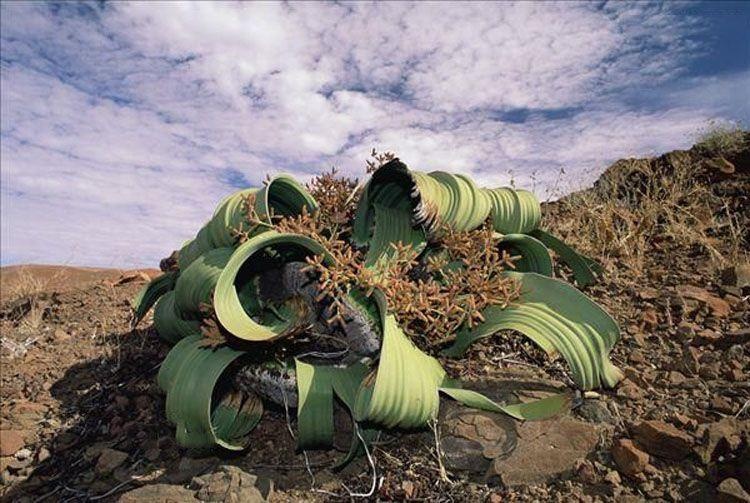 29-plants-that-look-like-they-re-from-another-planet