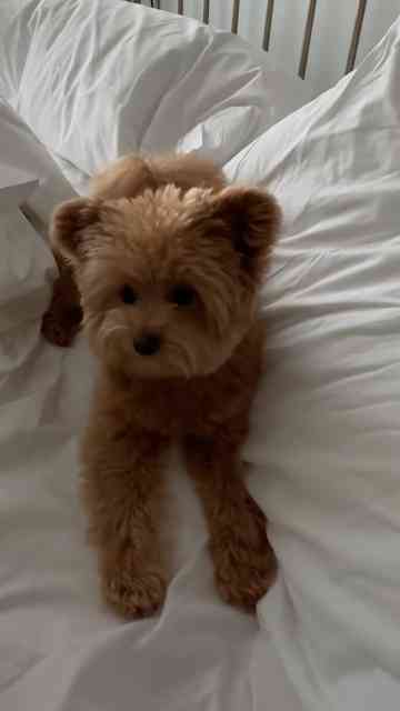 Cute but grumpy Pomapoo on the bed moment