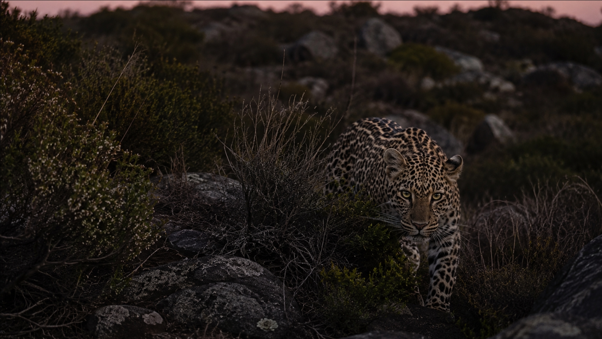South Africa’s tiny leopards reveal a hidden evolutionary story