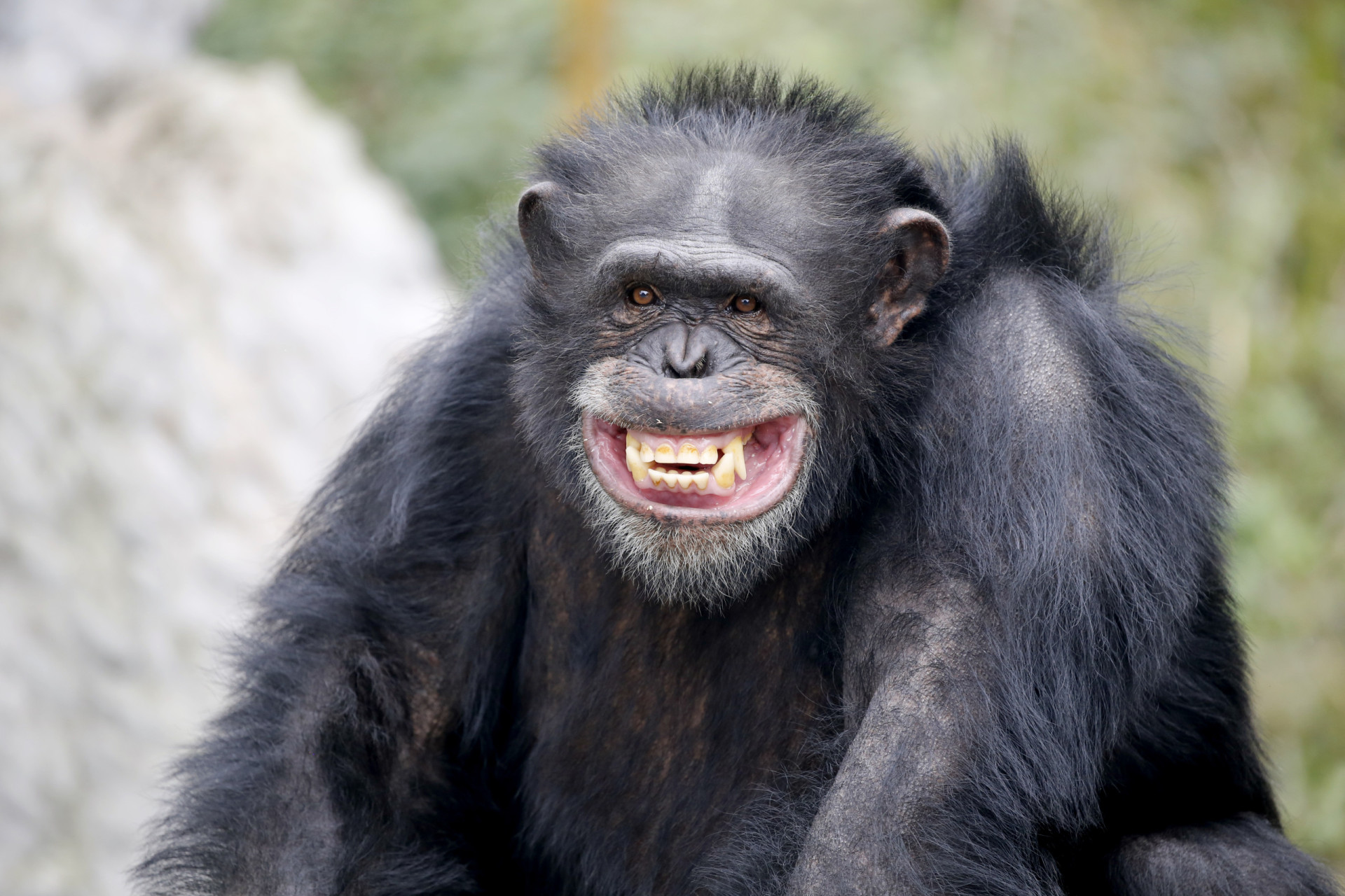 How do animals clean their teeth?