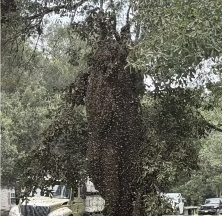 That stings: Semi spills full load of bees on Texas road