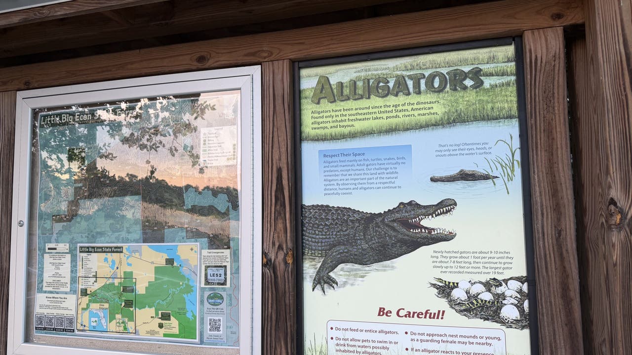 2 huge alligators killed after Florida woman dies in alligator attack ...