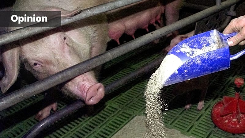 China Grasps Food Security – The EU Falls Short