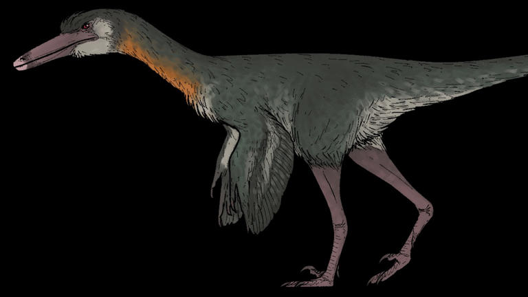 A new bird-like raptor named Kank australis was unearthed in southern ...