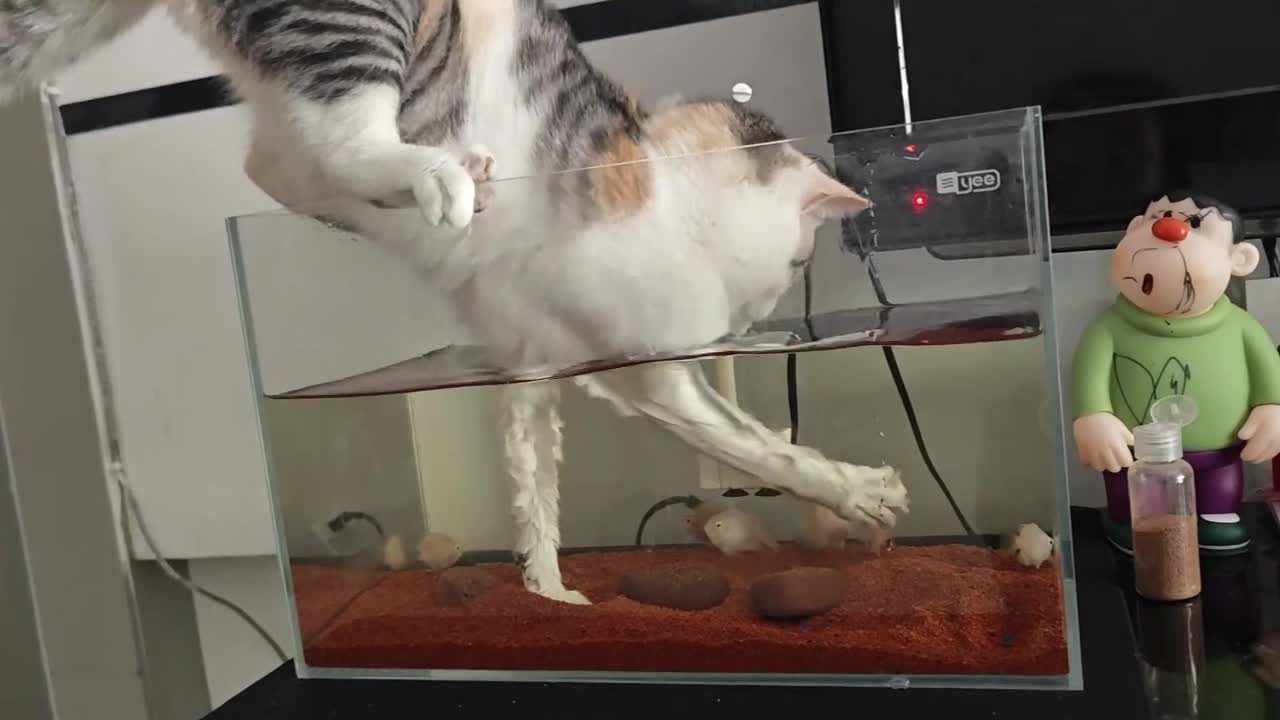 Cat repeatedly tries to catch fish in tank in Guizhou, China