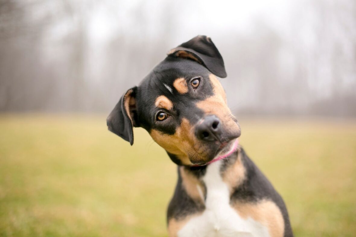 Scientists finally explain why dogs tilt their heads when you speak