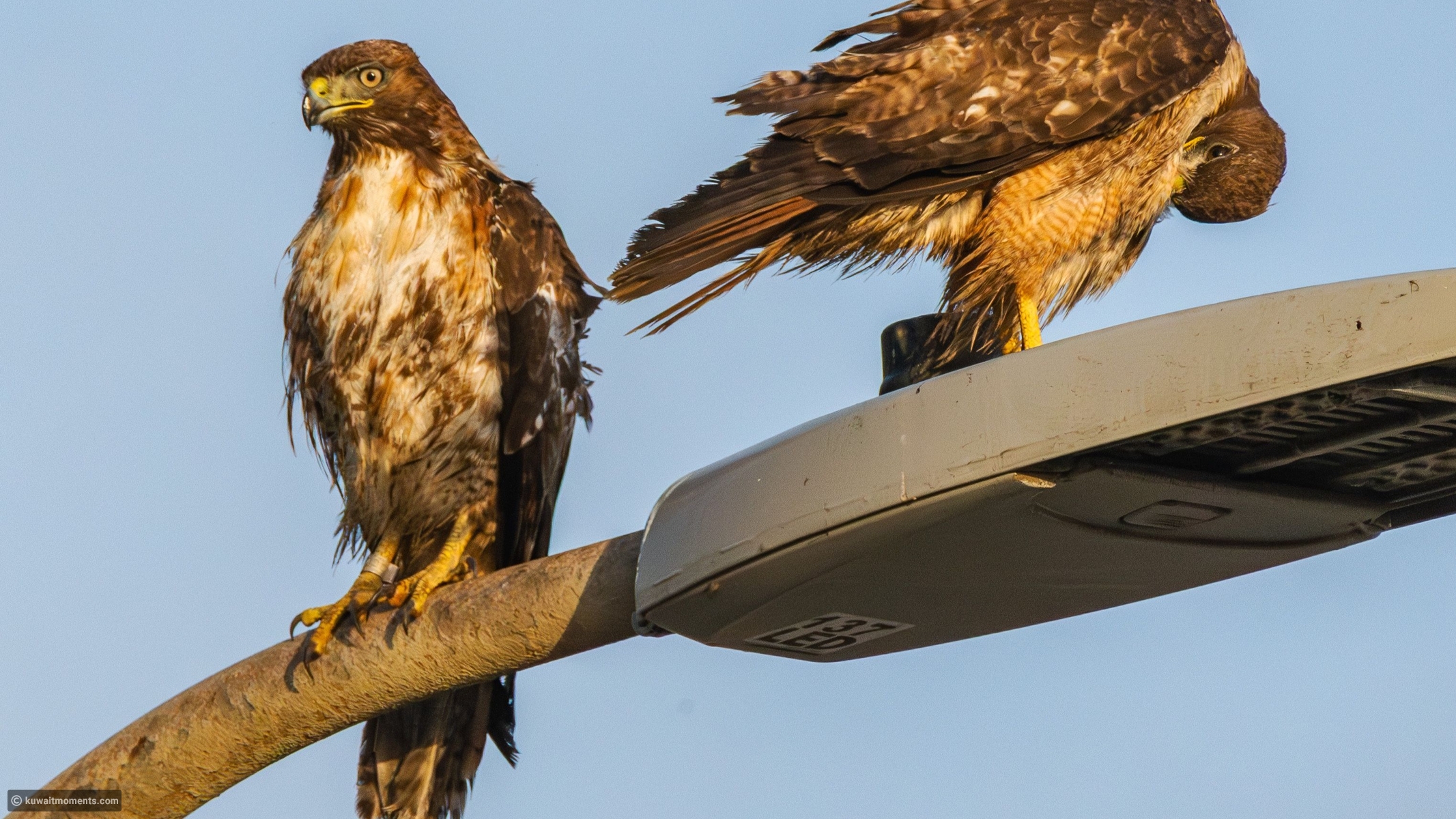10 fierce bird predators that hunt better than lions on open ground