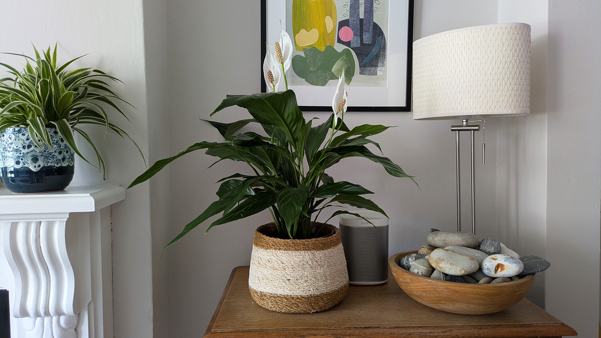 Peace lily refreshed with pruned brown flowers removed