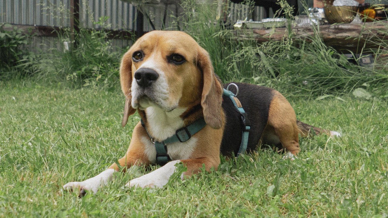 Scientists say the family beagle may be the missing bridge to an autism ...