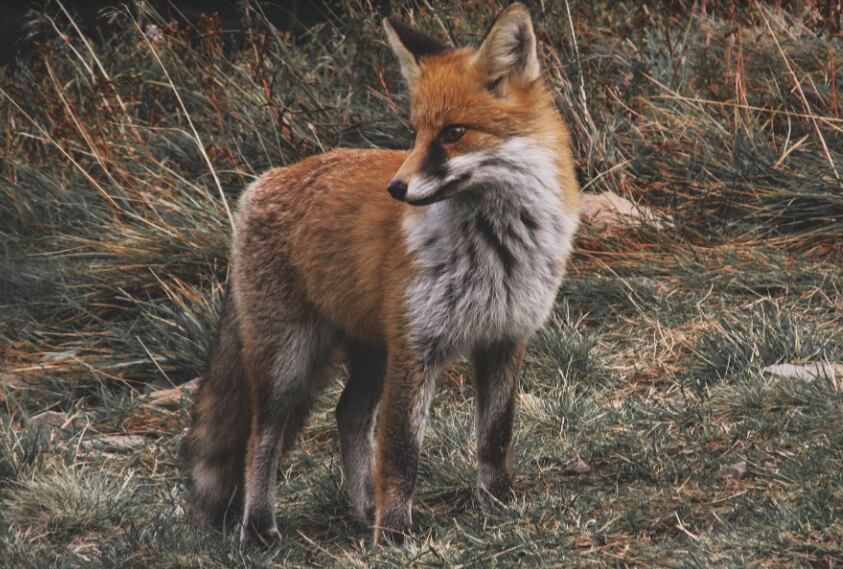 Person exposed to rabid fox in Cherokee County, officials say