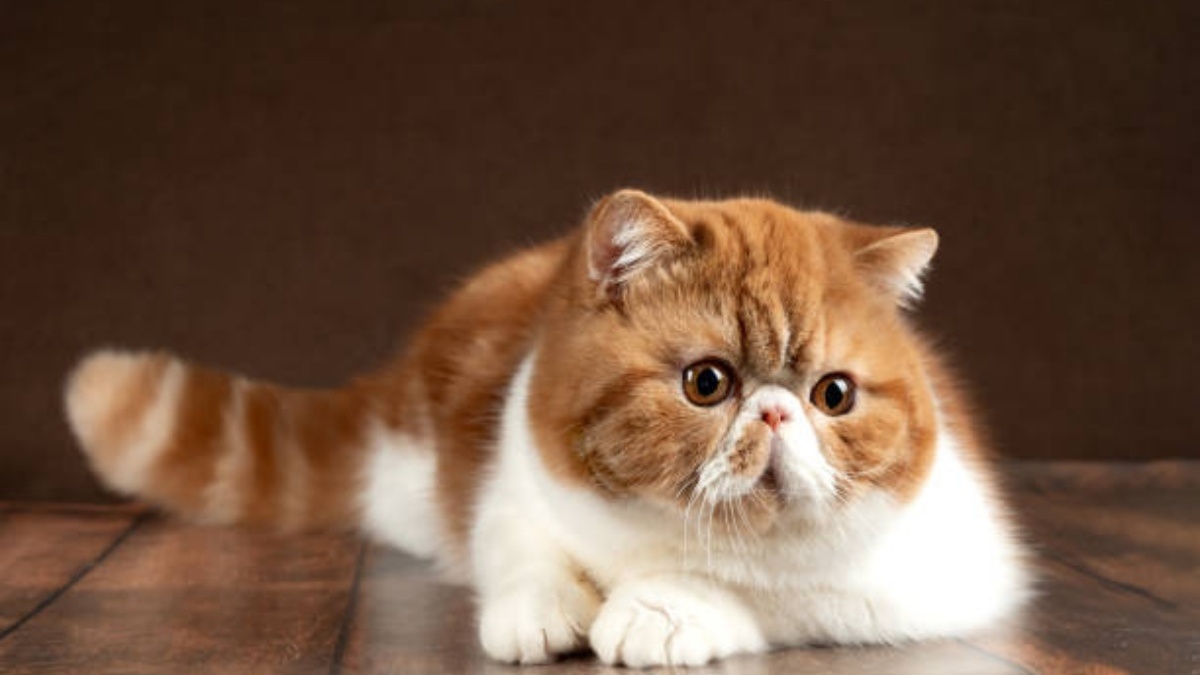 The final goodbye: 10 signs your cat may be nearing the end of life