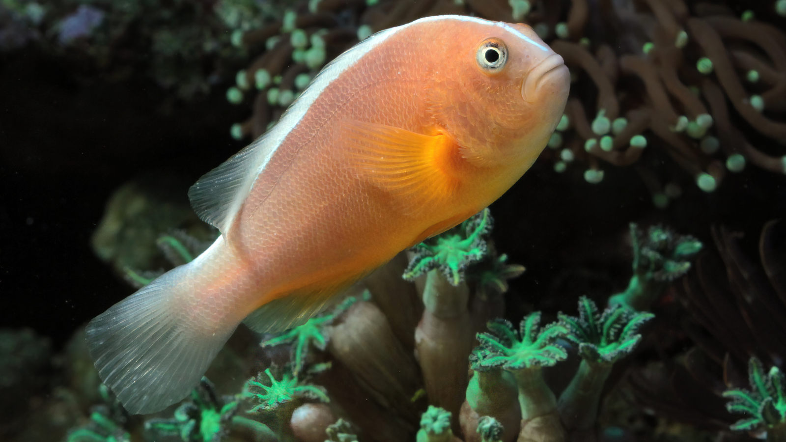 Monsters or marvels? Inside the world’s ten biggest aquatic fish species
