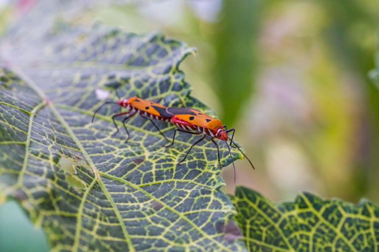 Are there 14 million more insect species than previously thought?
