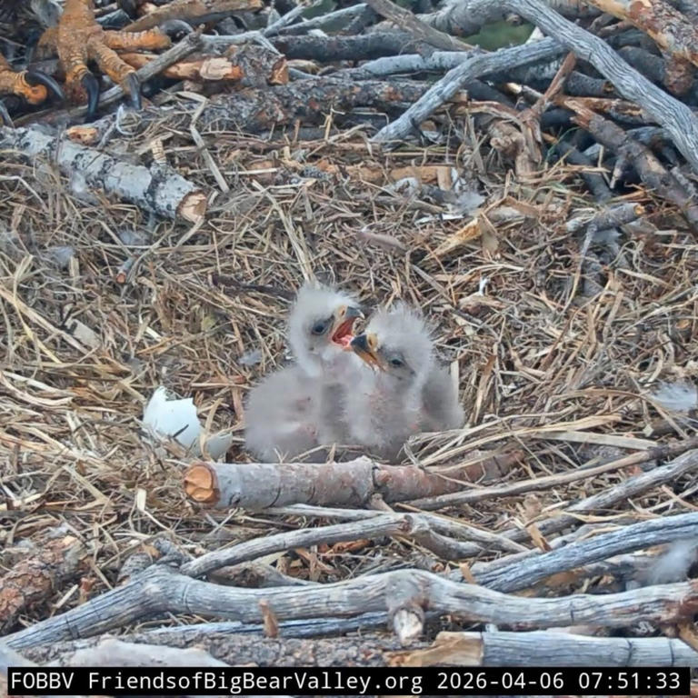 Horrifying moment Big Bear Lake eaglet plunges from nest