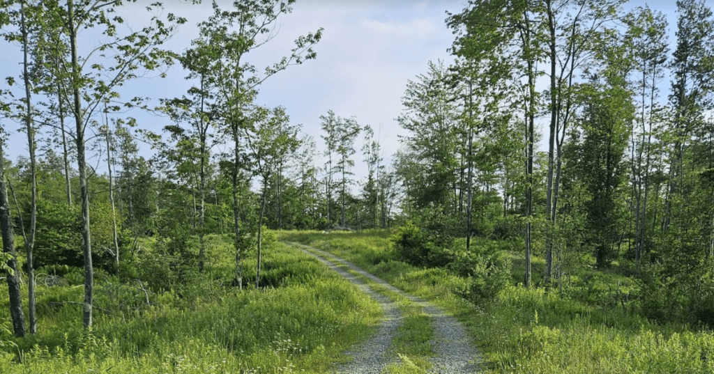 Gravel hiking trail through sparse green forest on a mountain near Thomas, West Virginia.