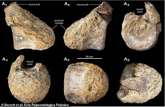 Bone hidden in a drawer for 40 years turns out to be Antarctica's first ...