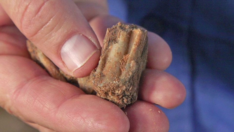 An ancient fallow deer tooth found at the cave - Emil Aladjem/Israel Antiquities Authority