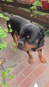 Dogs rip up pillows and make mess in home
