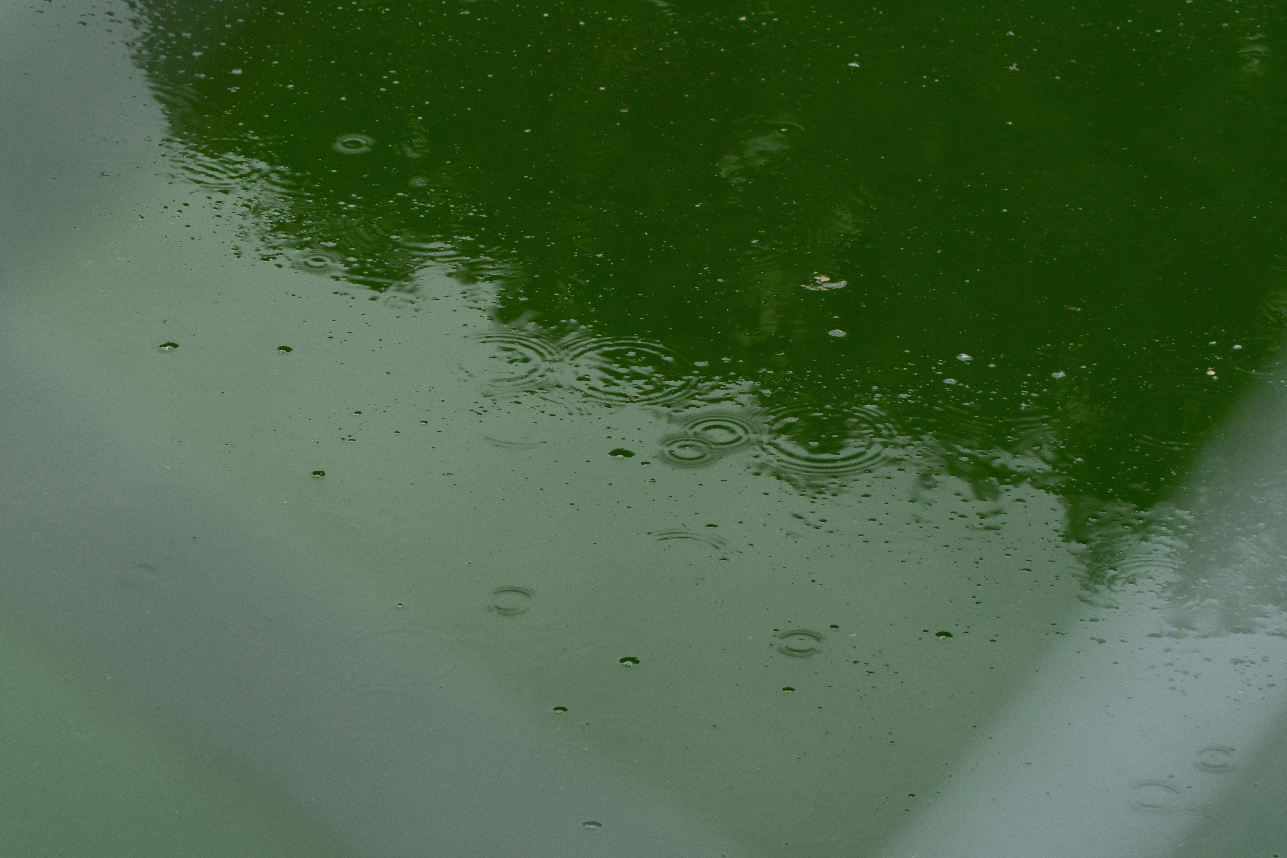 Device to Keep Pool Clear of Algae 'Never Used on a Pool'