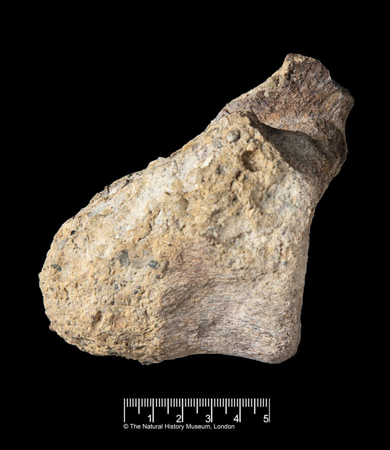 Antarctica’s first-ever dinosaur bone discovered collecting dust in ...