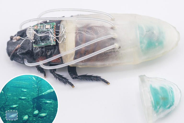 Scientists want to deploy real cyborg cockroaches to explore the ...
