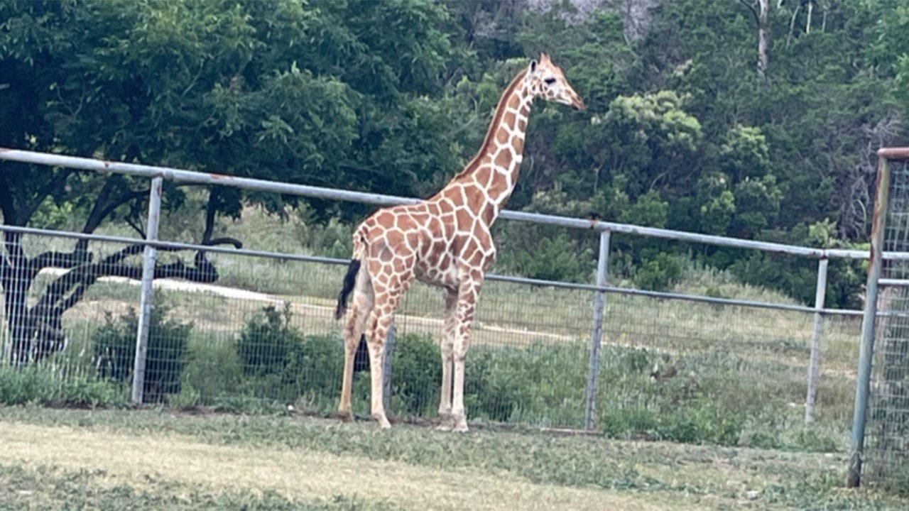 Gracie the giraffe: Experienced veterinarian leads animal rescue