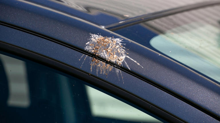 How to get rid of pesky bird poop without damaging your car's finish