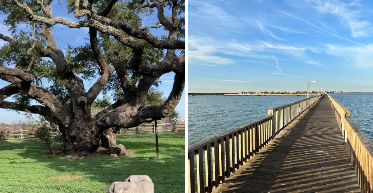 One of the world’s largest and oldest live oak trees is hiding in this ...