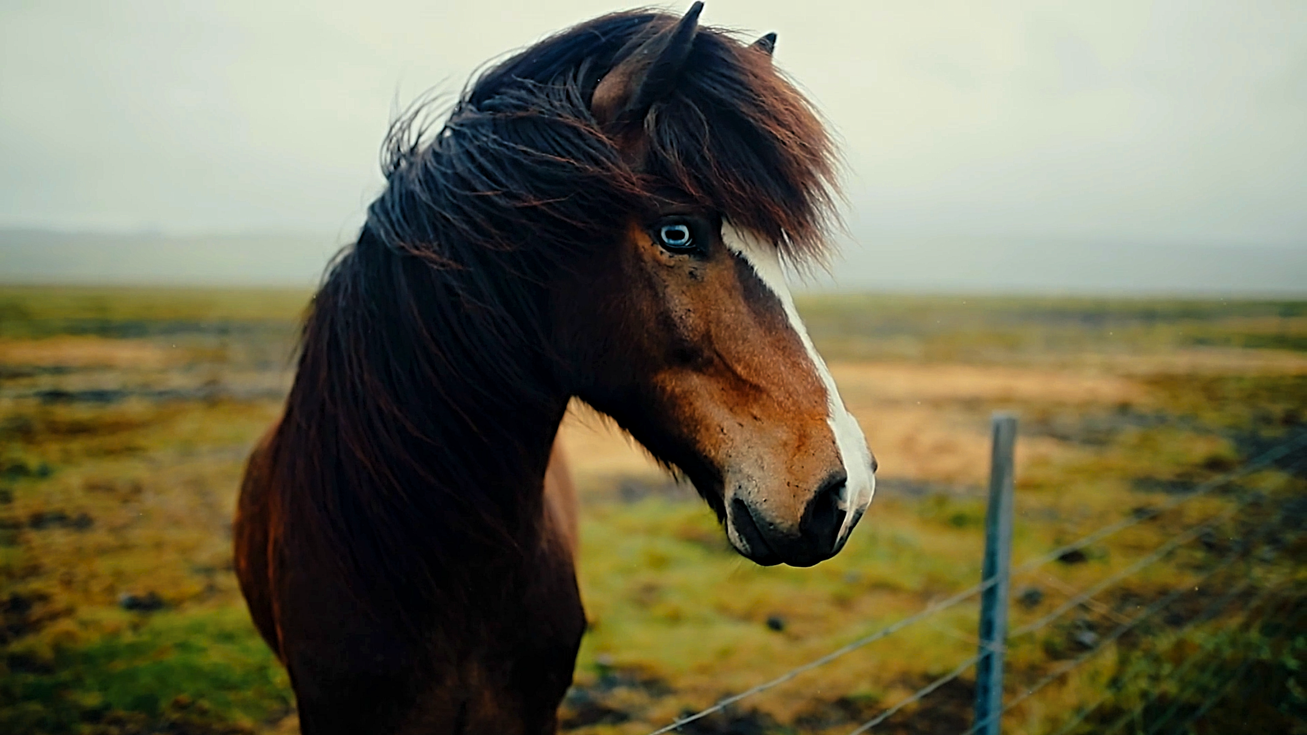 Watch the angelic eyes of a horse while it is filmed up close
