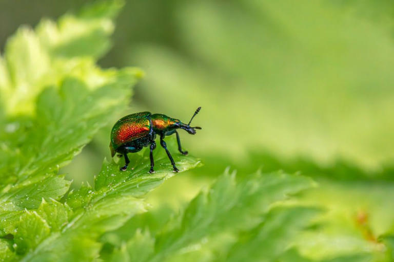 Are there 14 million more insect species than previously thought?
