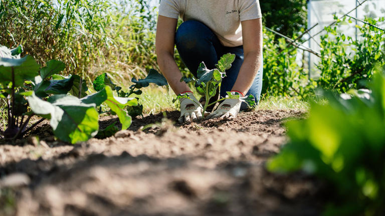 The low-effort gardening method that is best for preventing weeds