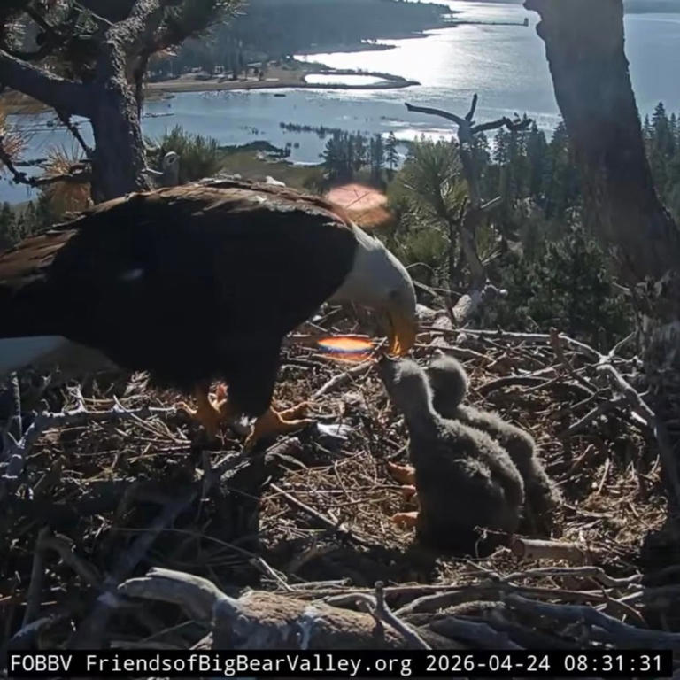 Horrifying moment Big Bear Lake eaglet plunges from nest