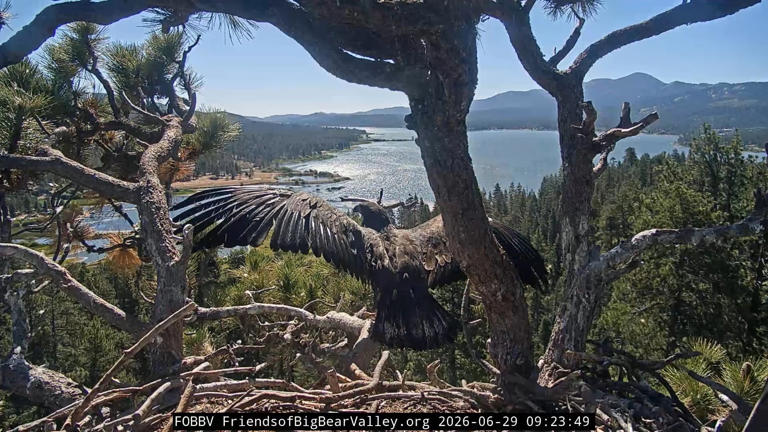 Big Bear eaglet nest now empty as both Sandy and Luna fledge