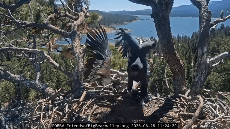 Horrifying moment Big Bear Lake eaglet plunges from nest