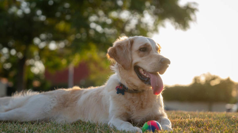 Golden retrievers discover the ultimate way to beat the heat, and we're ...