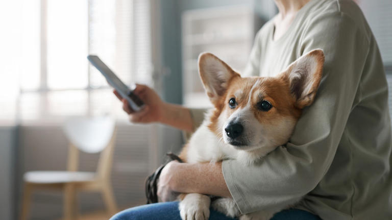Samsung Galaxy phones are getting a cool new feature for pet owners