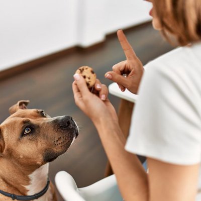 犬の近くに『絶対置いてはいけないモノ』７選 最悪の場合、愛犬が命を落とすことも…